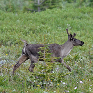 Jasper NP - Tonquin Valley - Caribou